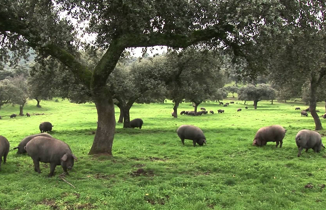 Los ganaderos piden avanzar en control etiquetado para que sector del porcino siga creciendo