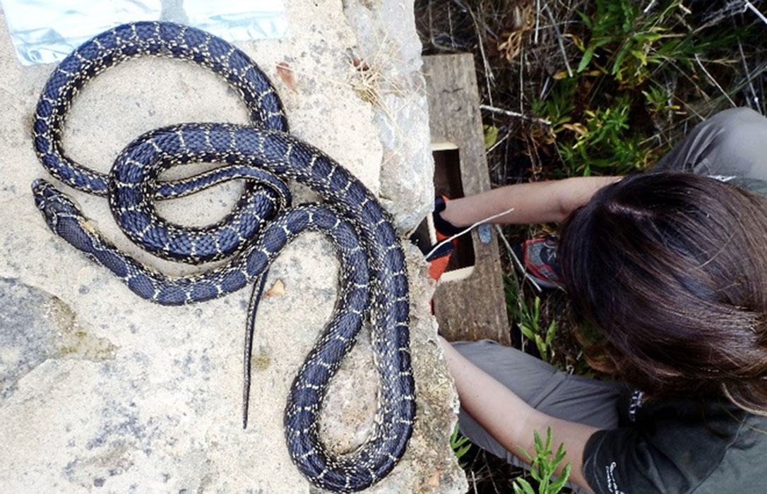 Protección del Medio Ambiente: Cazadores de serpientes en defensa del ecosistema insular