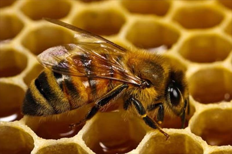 La UE da luz verde a restringir el uso agrícola de pesticidas dañinos para las abejas
