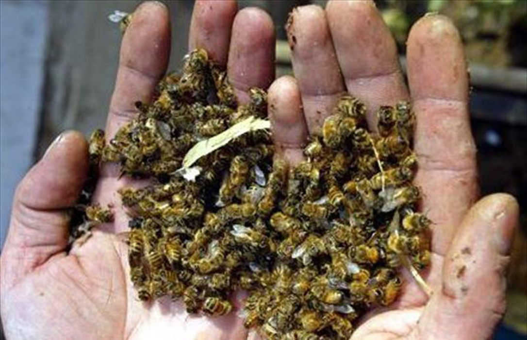 Piden a Tejerina que España respalde la ampliación de restricción de insecticidas que ponen en riesgo a las abejas