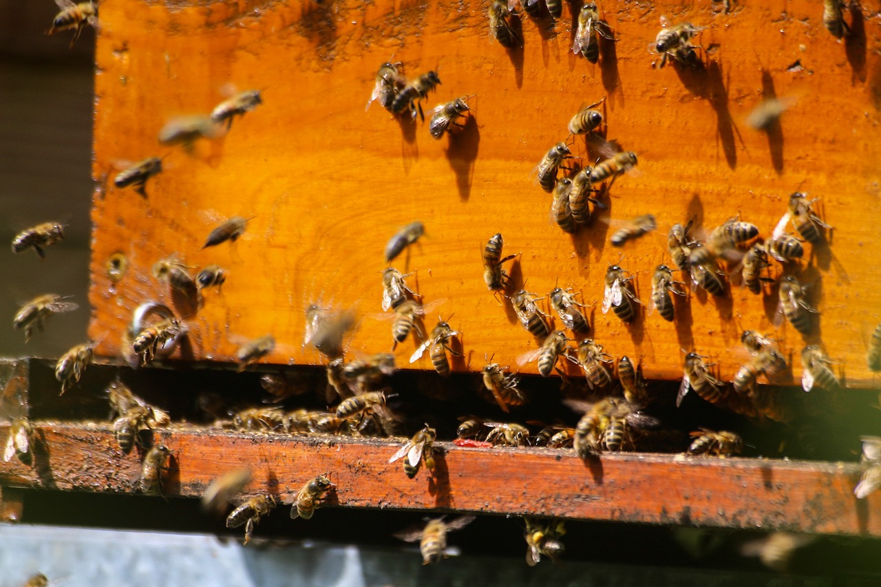 Primeras reacciones por la prohibición de los pesticidas para las abejas: temen repercusión negativa para los agricultores