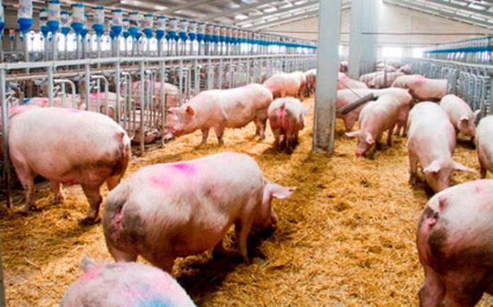 Nuevas tecnologías para mejorar la integración cooperativa de las explotaciones porcinas