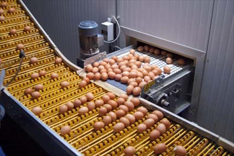 UE incrementa un 130 % la compra de huevo y en España cae el precio en origen en un 17,52 %