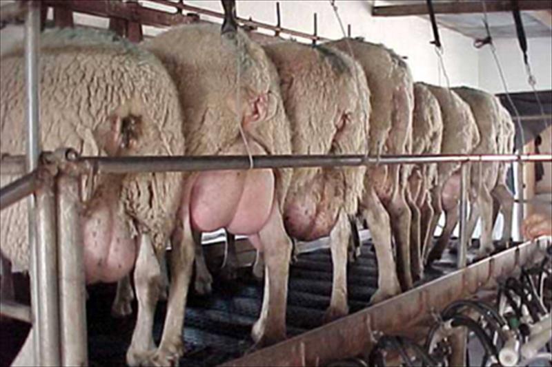 La amenza de no recogida de leche por parte de la industria a ganaderos de ovino pone en peligro las explotaciones