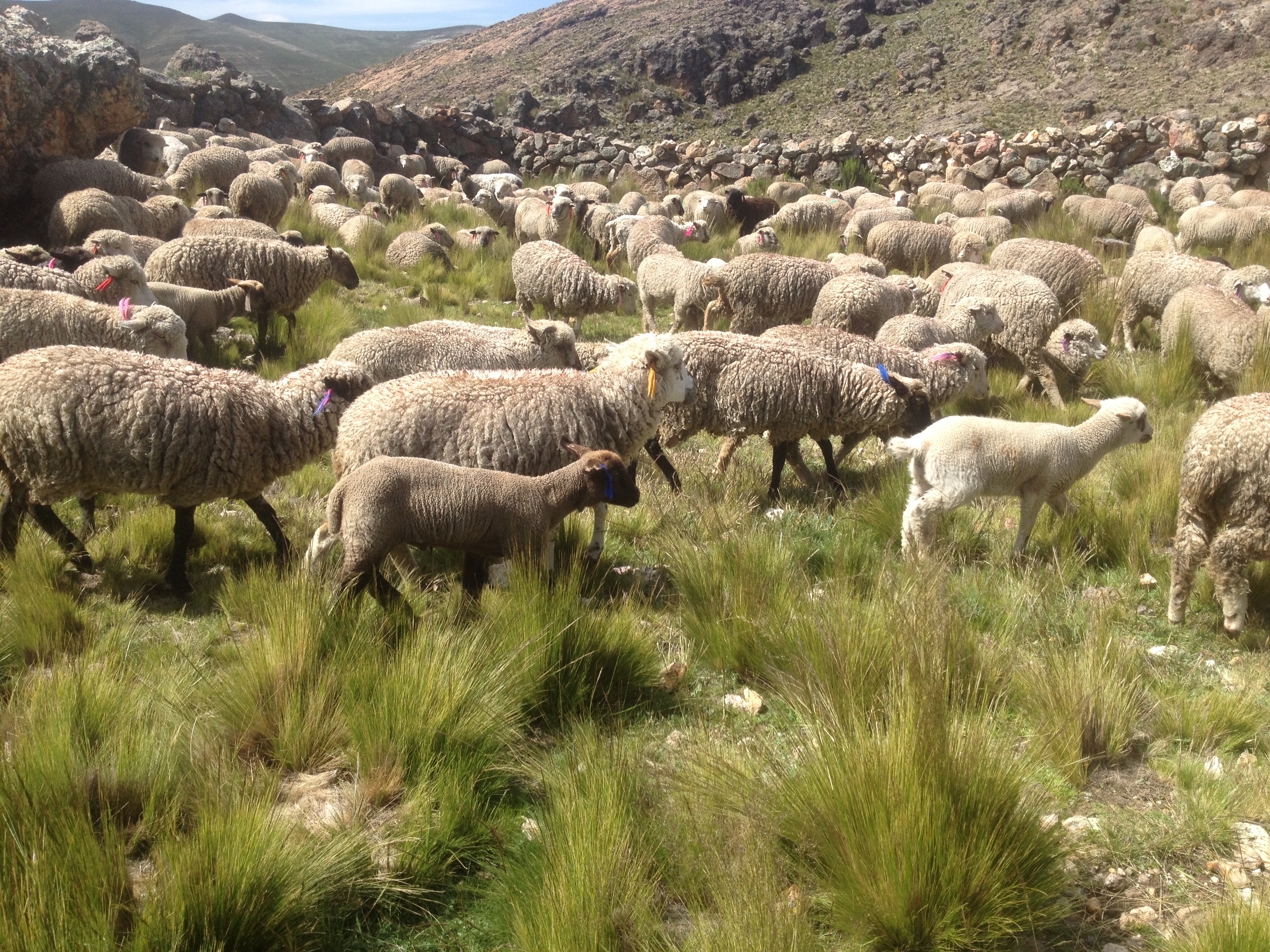 Cataluña ha pagado ya al sector ovino y caprino 3 millones de euros en ayudas
