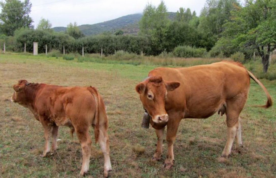 La tuberculosis bovina baja en Asturias un 0,1%, si sigue así 5 años más sería declarada región libre de la enfermedad
