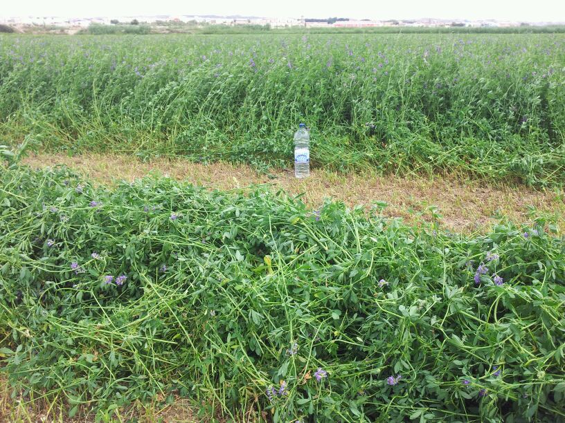 Las bajas temperaturas y las lluvias dejan a la mitad los rendimientos de la alfalfa de secano