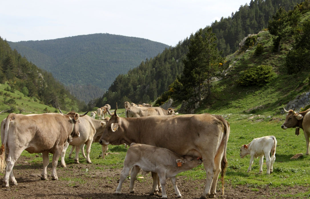 La alimentación materna sobre el desarrollo embrionario y la descendencia… de la vaca nodriza