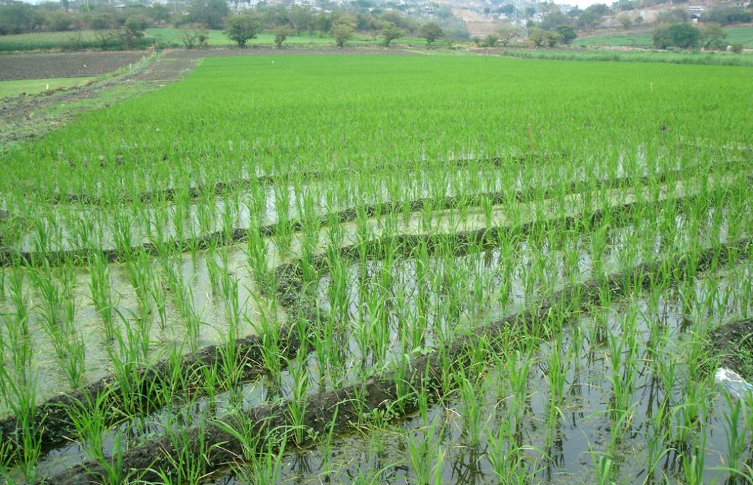 La CE inicia una investigación sobre las importaciones de arroz de Camboya y Birmania