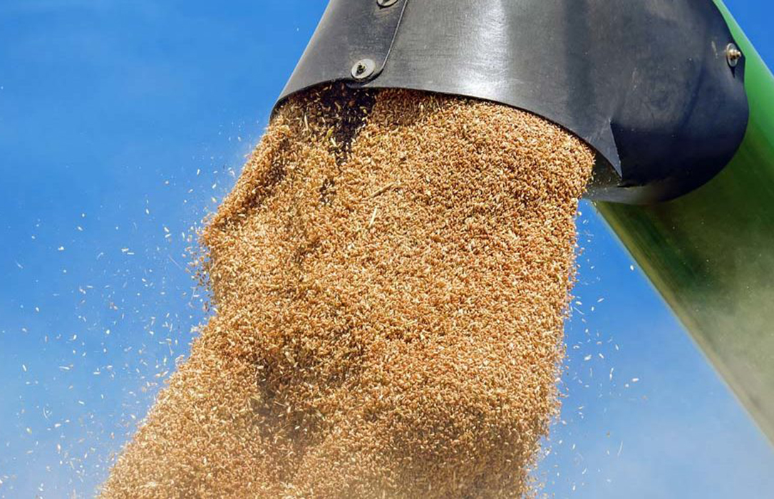 La cosecha de cereales en CyL será de 6,2 millones toneladas, un 3% superior a la media