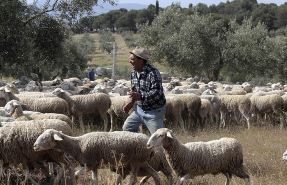 La Alhambra recupera el pastoreo con 600 ovejas segureñas en el Generalife