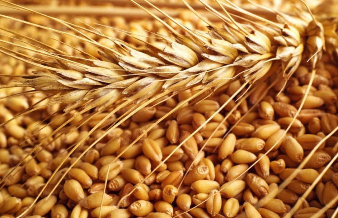 Subida inesperada y brusca en el precio del trigo en los mercados internacionales