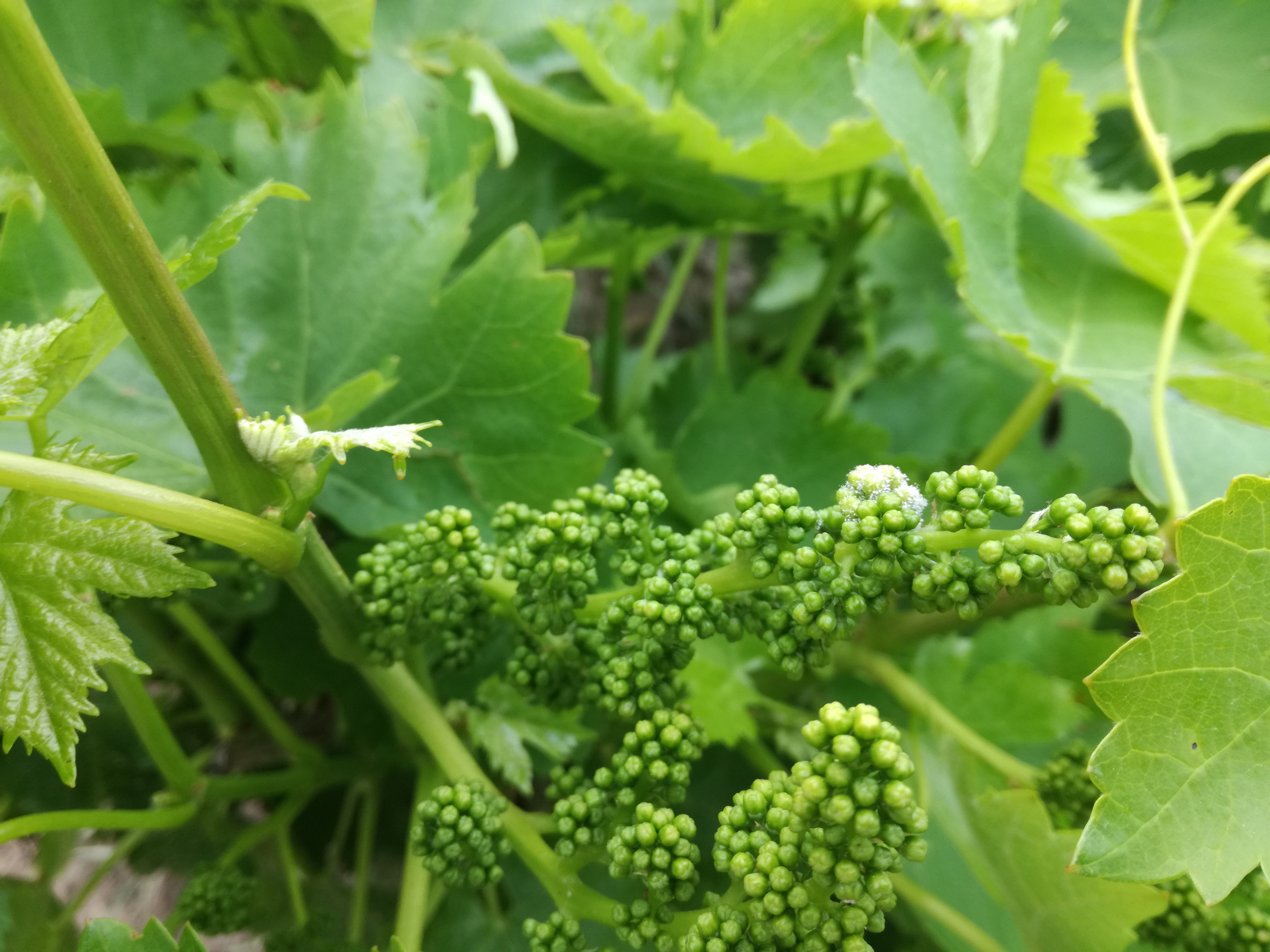Anuncian posibles nuevas apariciones del hongo mildiu en hojas y racimo de viñedos de Montilla – Moriles