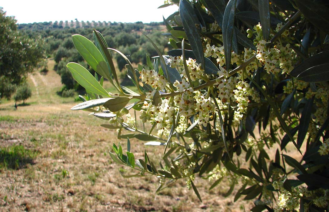 La Junta de Andalucía reclama una PAC con un mayor nivel de ayudas para el olivar