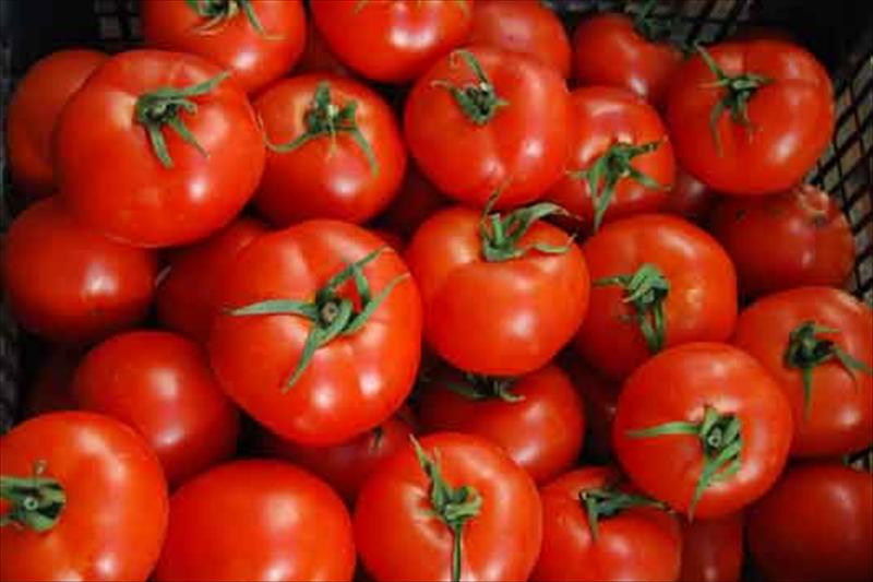 Solicitan que se corrija el «olvido» del cambio de módulos de IRPF para el tomate cacereño