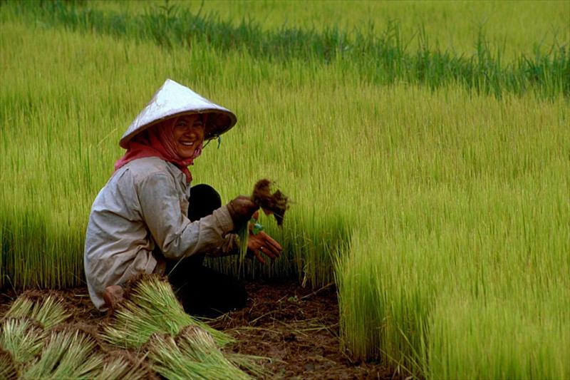 Piden al ministro celeridad en la aplicación de la cláusula de salvaguarda ante el arroz del sudeste asiático