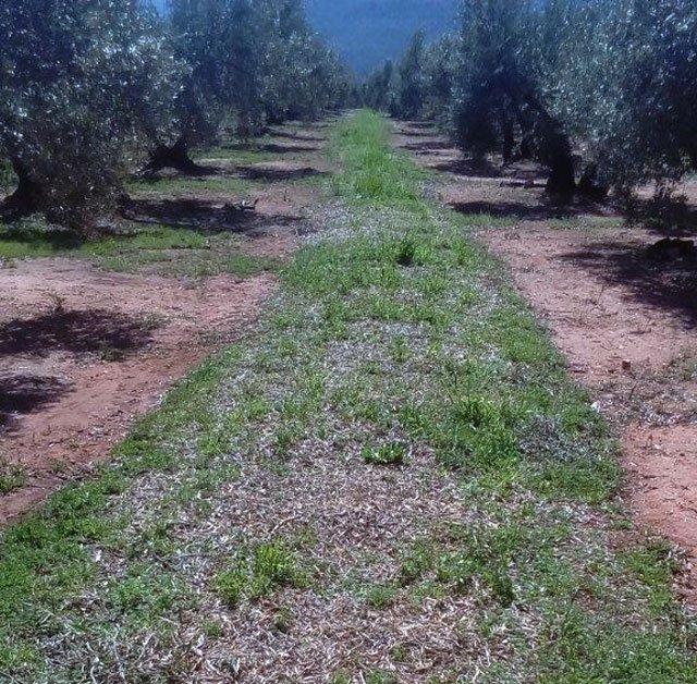 Andalucía abona 6,7 millones de euros del PDR para ayudas agroambientales y a la agricultura ecológica