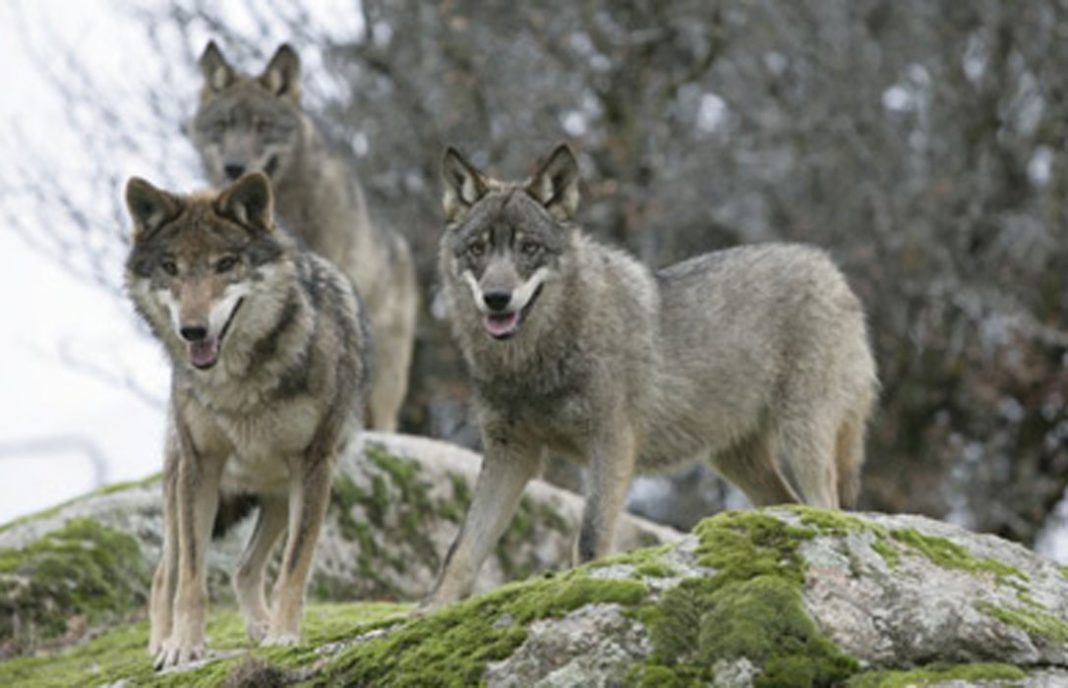 La problemática del lobo de Castilla y León viaja hasta Bruselas para pedir un plan de gestión y control