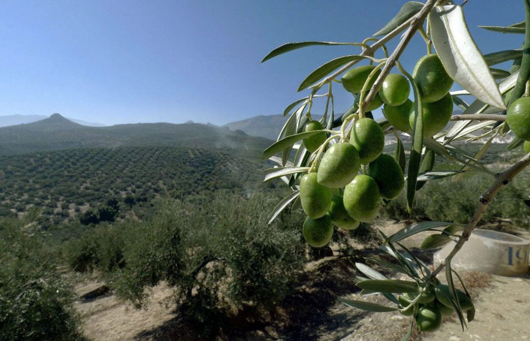 Más de 2 millones de euros en ayudas ya preparados para la modernización del olivar