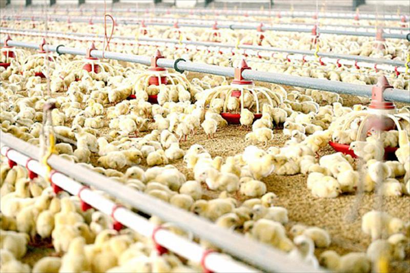 La CE aprueba el método del aturdimiento por baja presión atmosférica en el sacrificio de los pollos de engorde