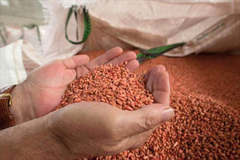 Los agricultores españoles utilizan casi un 40% menos de semillas certificadas que sus vecinos europeos