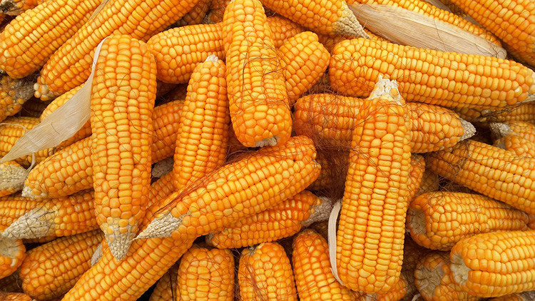 La CE pone en marcha nuevos aranceles al maíz dulce o el zumo de narajas estadounidenses