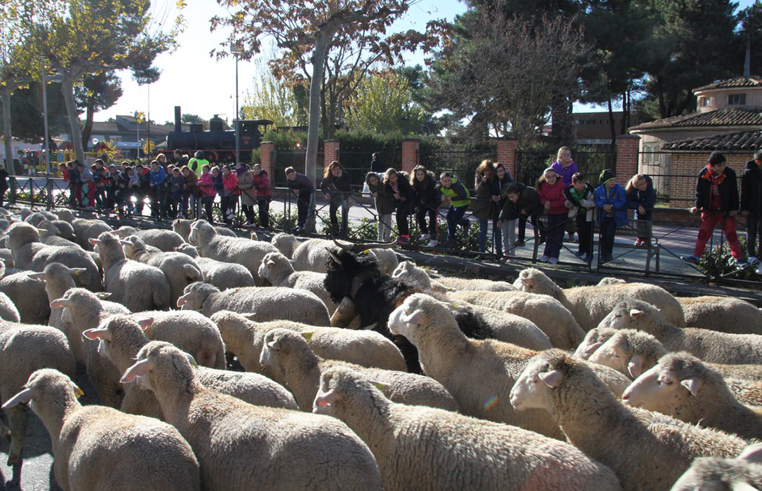 La trashumancia viva: Cerca de 1.500 ovejas y cabras viajan desde Madrid a los Picos de Europa