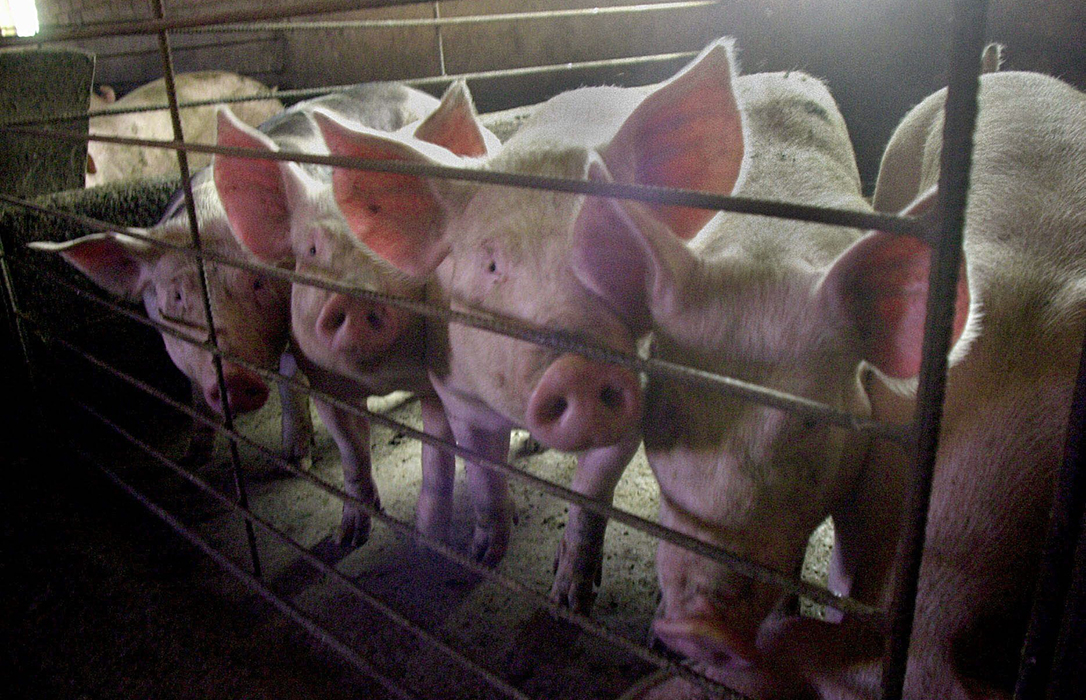 El MAPA reconoce que el riesgo de peste porcina es aún moderado pero que va en aumento