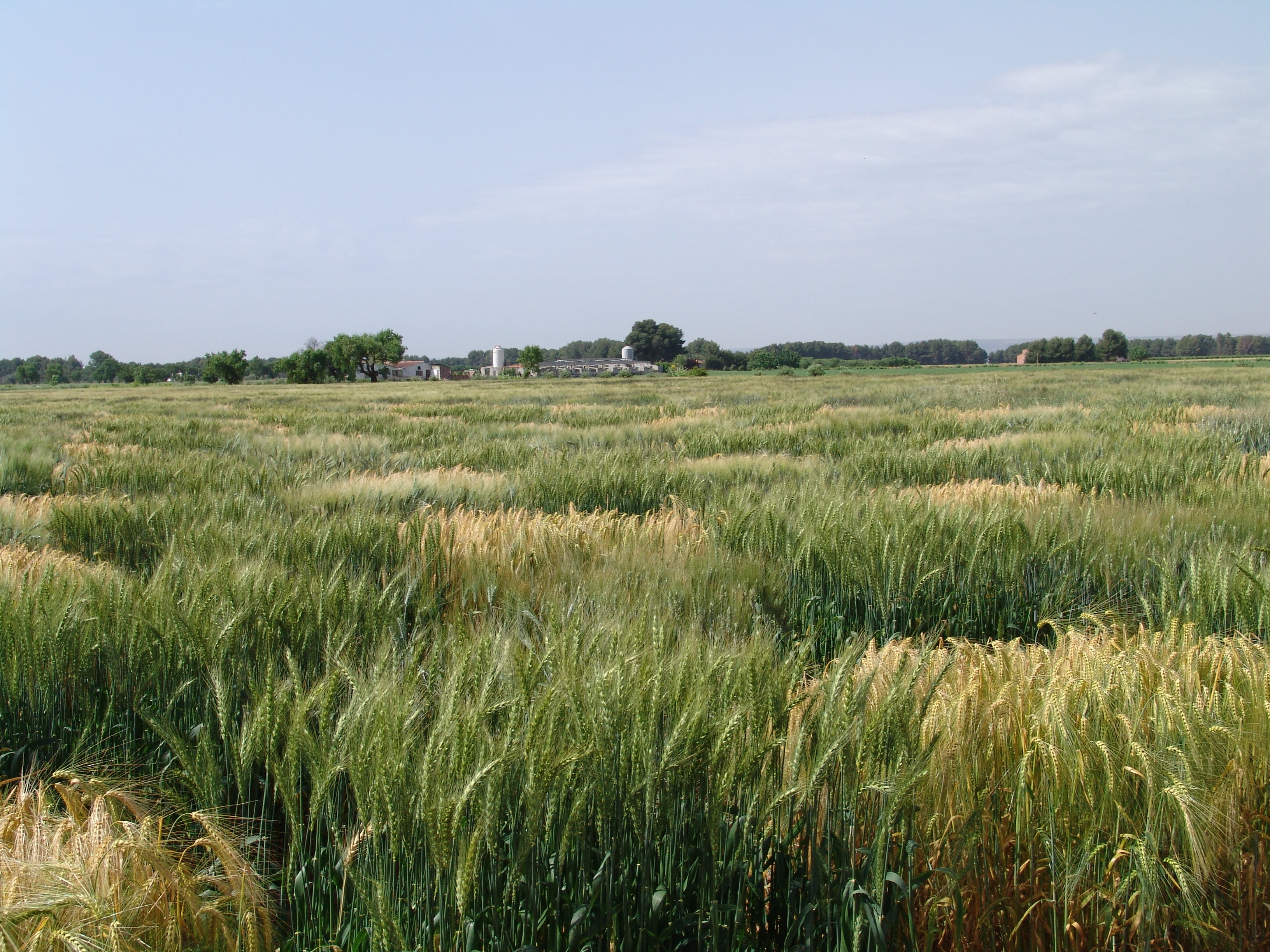 Identifican marcadores de interés agronómico en el trigo duro a partir de variedades locales mediterráneas
