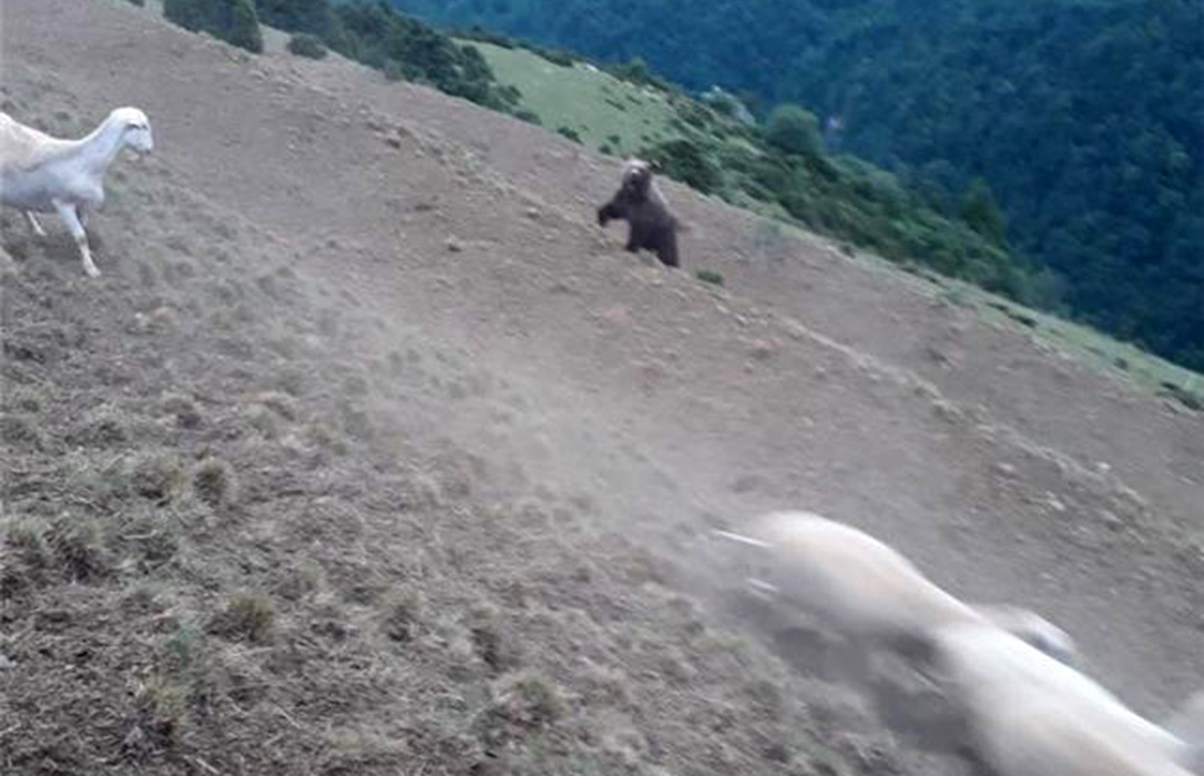 Un pastor se ve obligado a hacer frente a un oso para evitar que ataque su rebaño