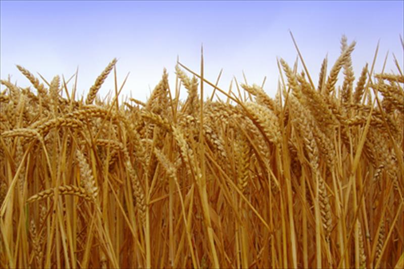 Cereales: Piden a los agricultores que no se precipiten y que negocien bien los precios