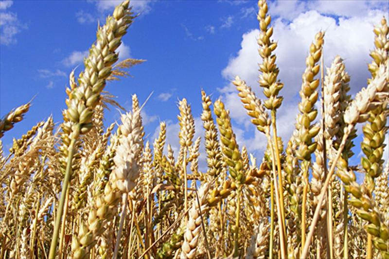 Cereales: las últimas estimaciones indican que la cosecha crecerá un 45% respecto a la del año pasado