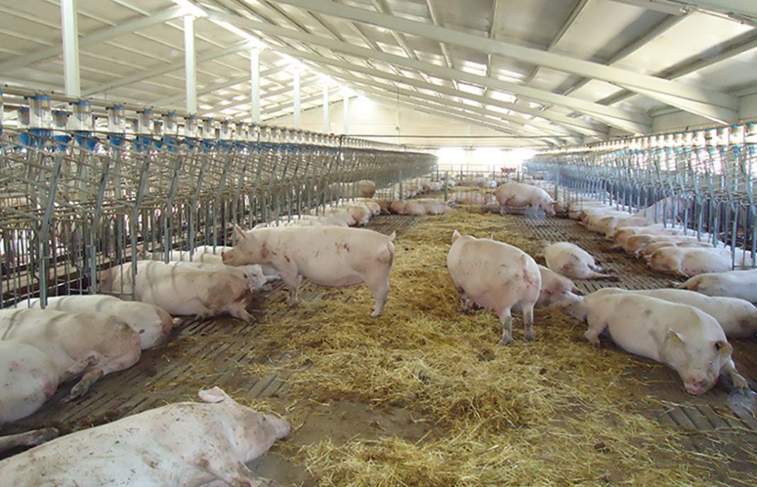 Visto bueno ambiental a una granja de casi 2.000 de cerdos de engorde de tipo intensivo