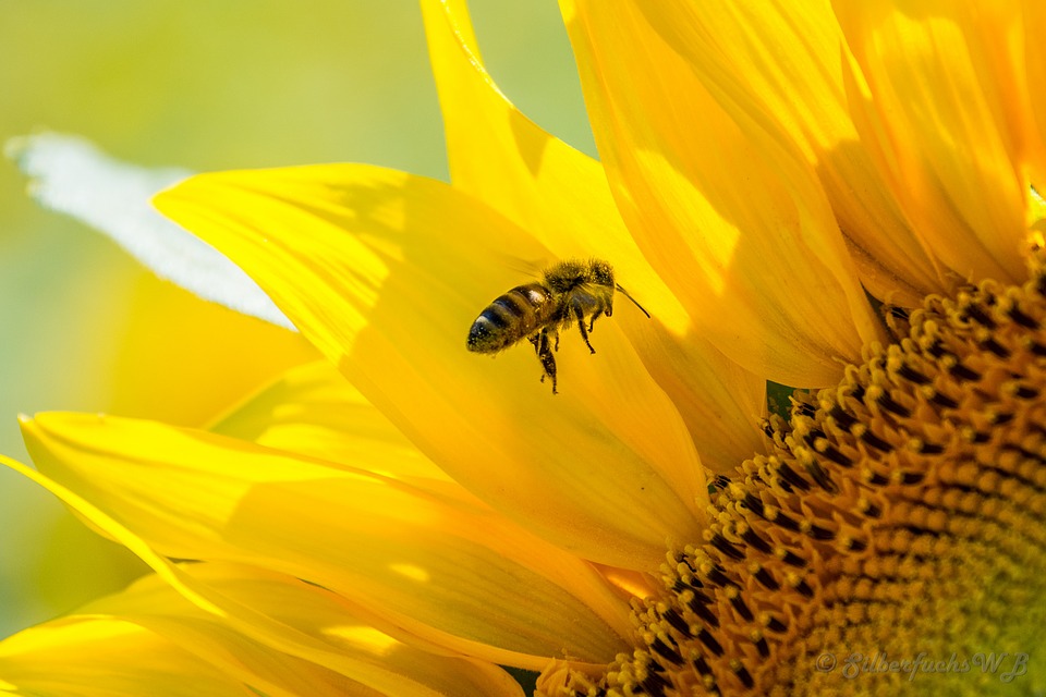 La producción de miel de primavera ha sido inferior de lo normal y la de polen la más baja en 10 años