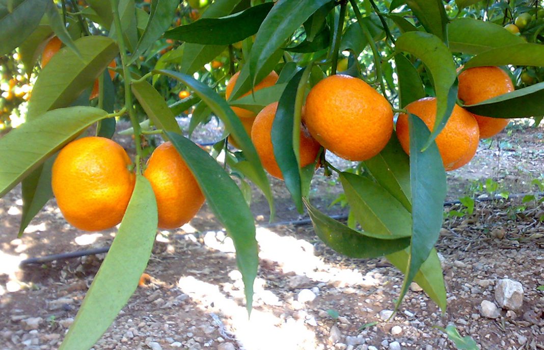 La campaña de la naranja en Córdoba está al 25-30% con unos precios razonables en un año de descenso de la producción