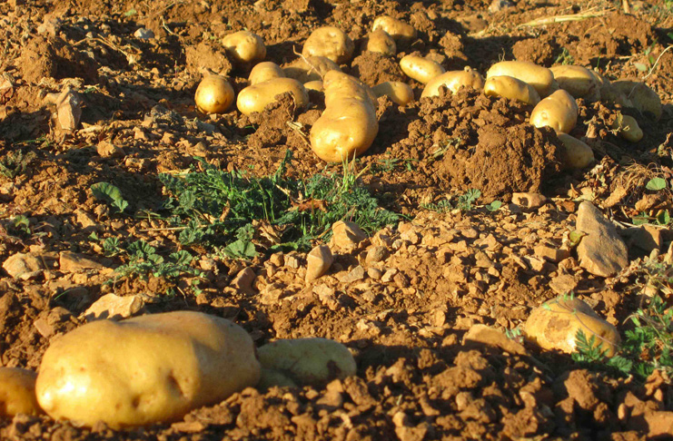 Agricultores quieren poner en valor la patata nueva española frente a la francesa importada