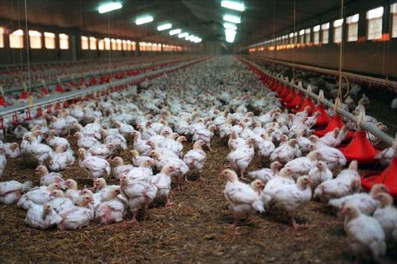 El 85 % de la producción de pollo en España reducirá el uso de antibióticos