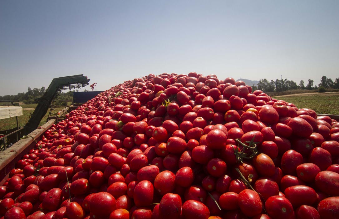Agricultores piden la retirada del mercado de casi 9 millones de kilos de frutas y hortalizas