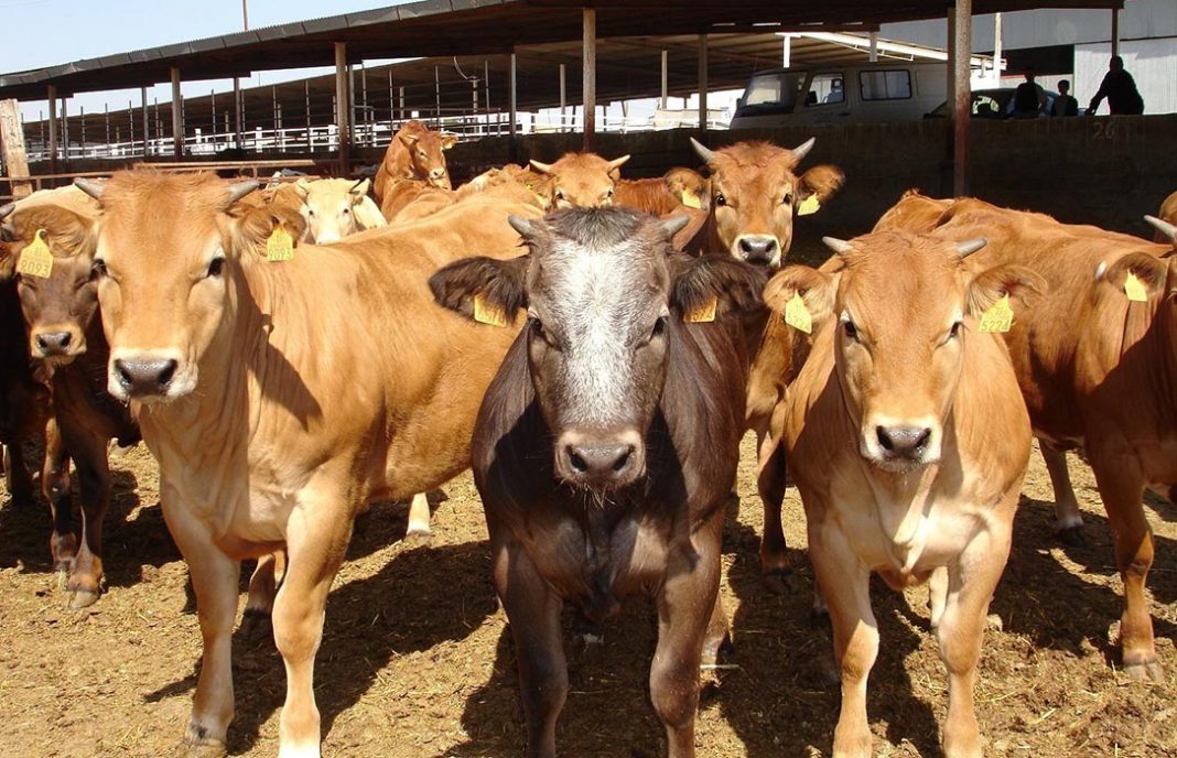 Castilla y León convoca 200.000 euros en ayudas para el ganado tras los sacrificios por saneamiento