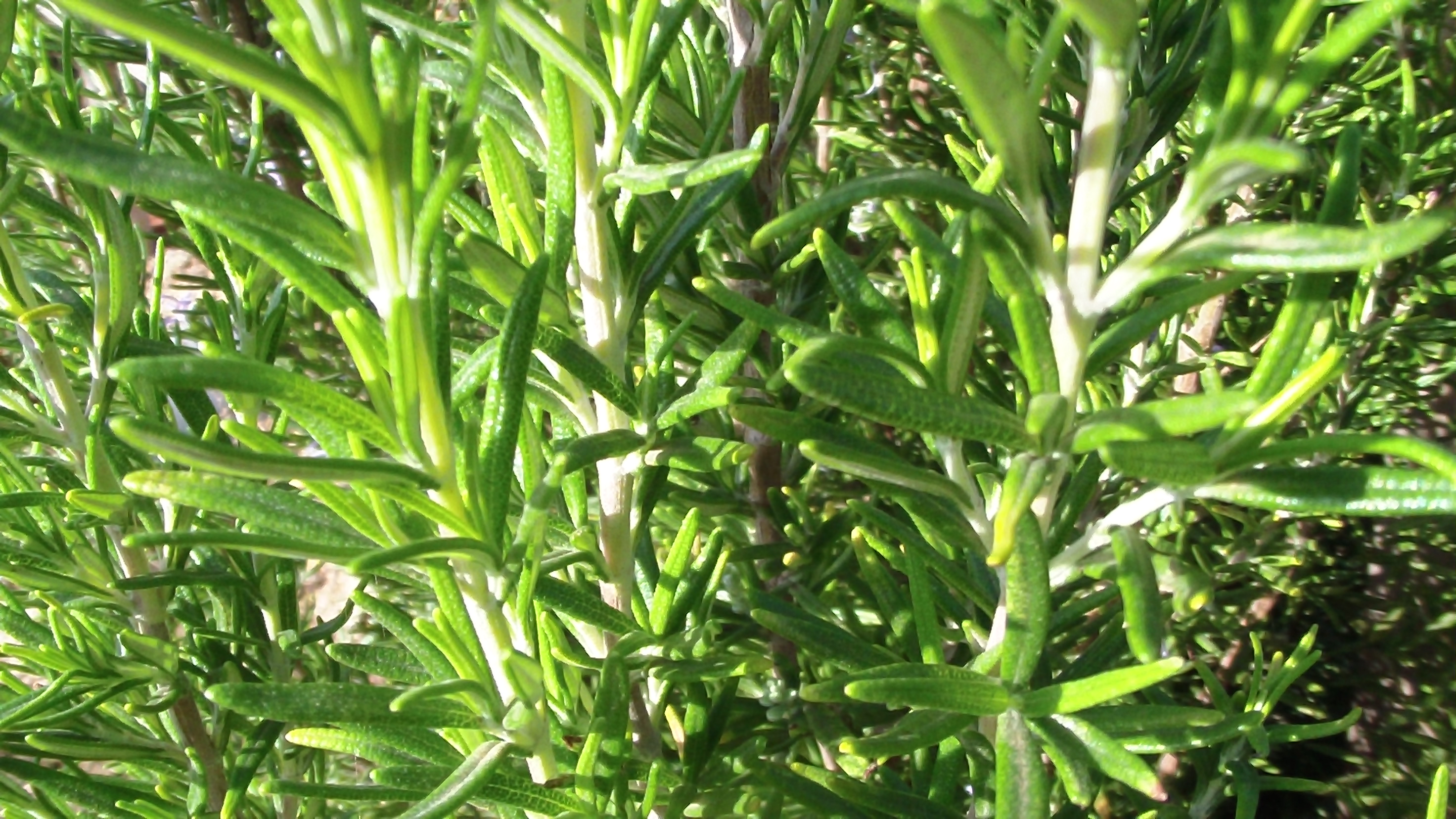 Nueva preocupación: El nuevo brote de xylella salta del almendro a los arbustos, como la manzanilla o el romero