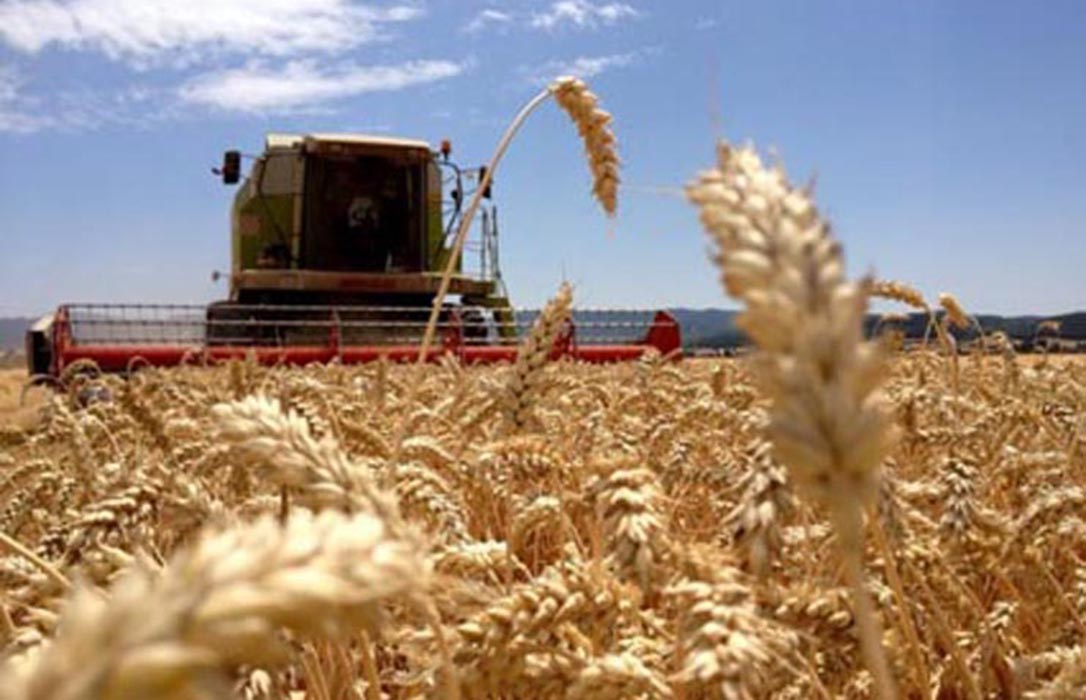 Fuertes retrocesos en los precios mayoristas del trigo blando, cebada y maíz con subida del trigo duro