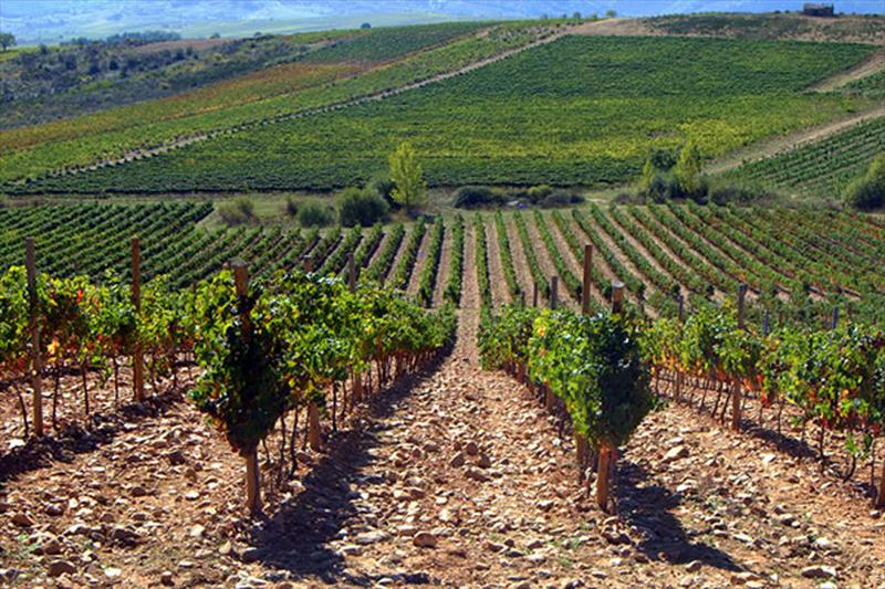La DO Valencia lleva el Mediterráneo a a Madrid a través de sus vinos autóctonos