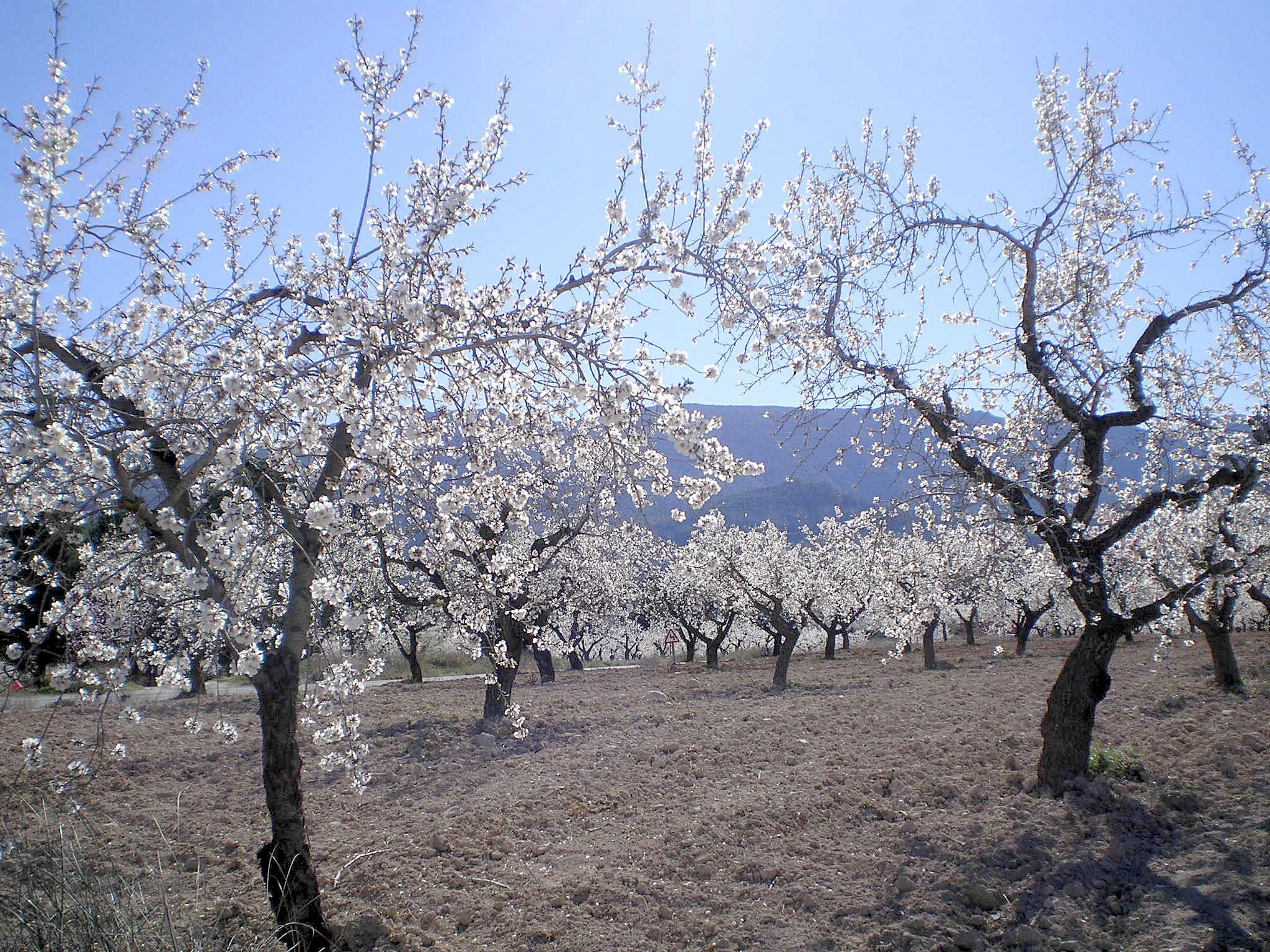 El almendro se consolida como la gran alternativa económica a los cultivos menos rentables en Extremadura