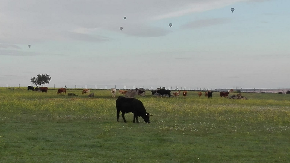Los responsables del festival de globos aerostáticos se comprometen a respetar cultivos y ganadería extensiva