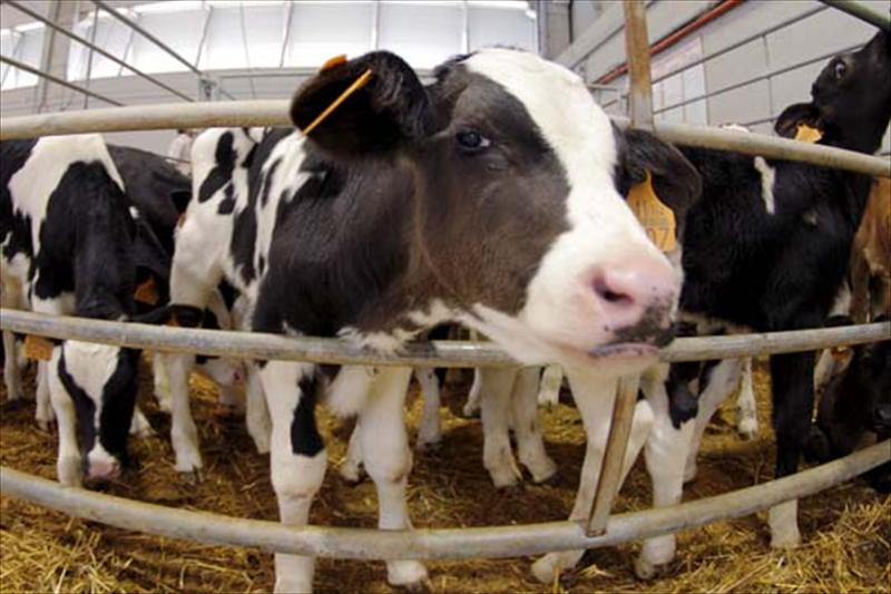 La venta directa de leche cruda aliviaría a los ganaderos evitando la venta a pérdidas