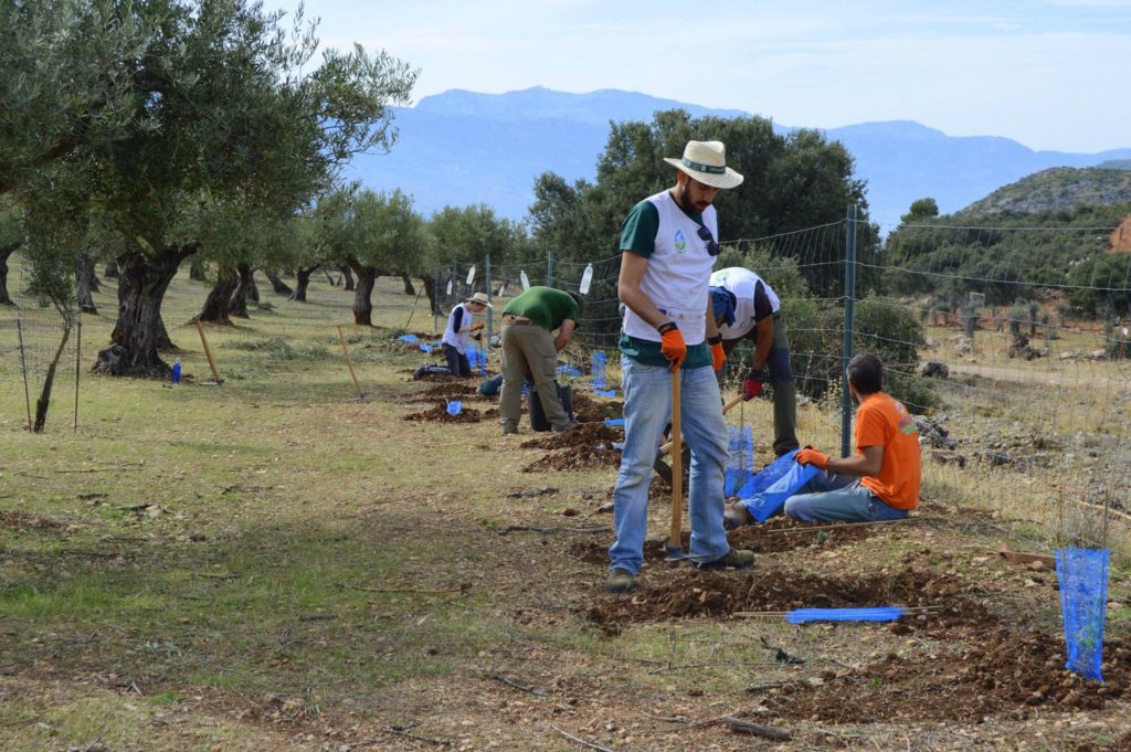 El 90% de los agricultores andaluces, a favor de potenciar la biodiversidad en sus olivares