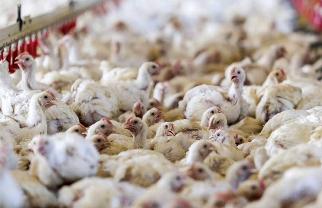 Las macrocifras ocultan el descalabro de los pequeños productores de carne de pollo, con precios de hace 10 años