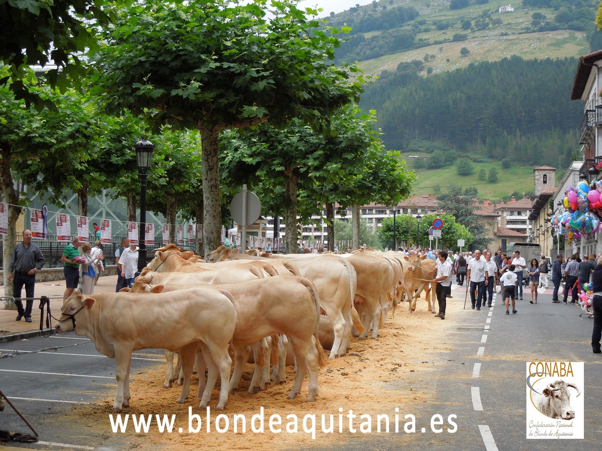 Vuelve el espectáculo con el Concurso de Euskadi de Raza Blonde en Azpeitia