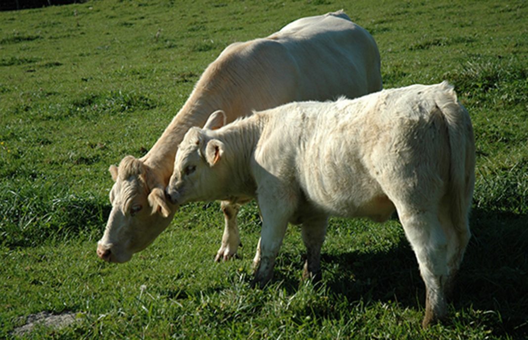 SOSTVAN, un proyecto defender y potenciar la producción de vacas nodrizas en régimen extensivo
