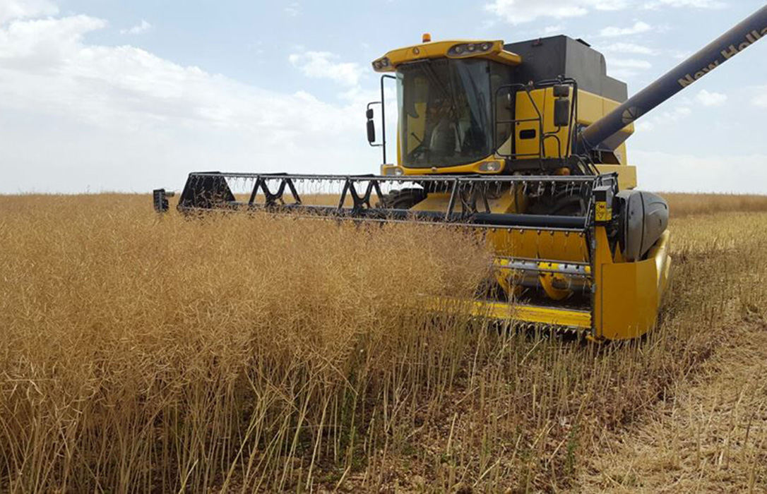 Continúa sin cotización el trigo en la lonja de León por el poco volumen cosechado